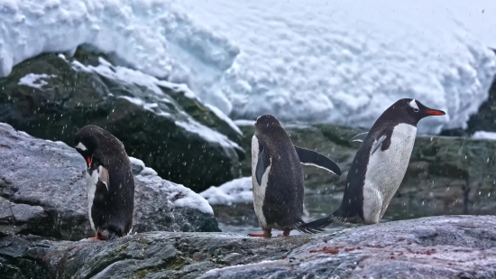 Auk, Seabird, Aquatic Bird, Bird, Water, Sea