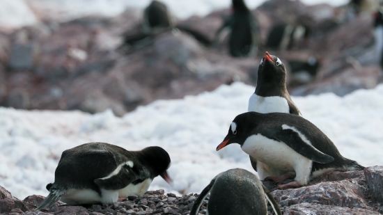 Auk, Seabird, Aquatic Bird, Bird, Wildlife, Beak