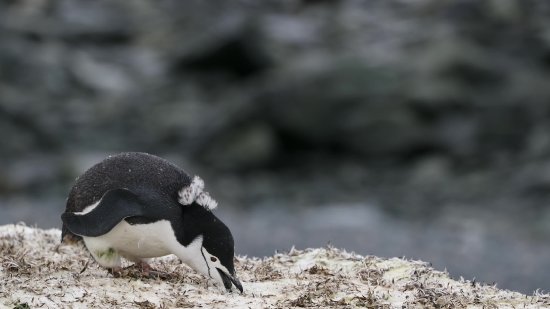 Auk, Seabird, Aquatic Bird, Bird, Wildlife, Beak