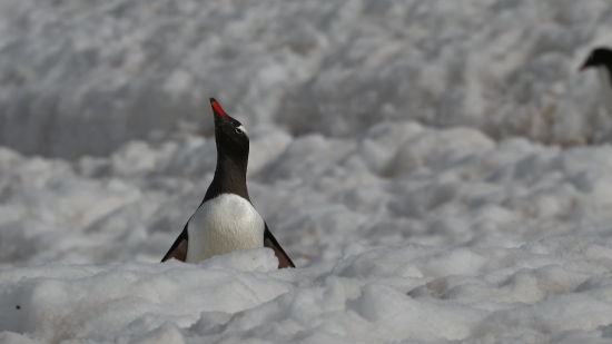 Auk, Seabird, Aquatic Bird, Bird, Wildlife, Penguin