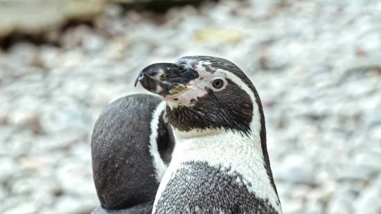 Auk, Seabird, Aquatic Bird, Bird, Wildlife, Vertebrate