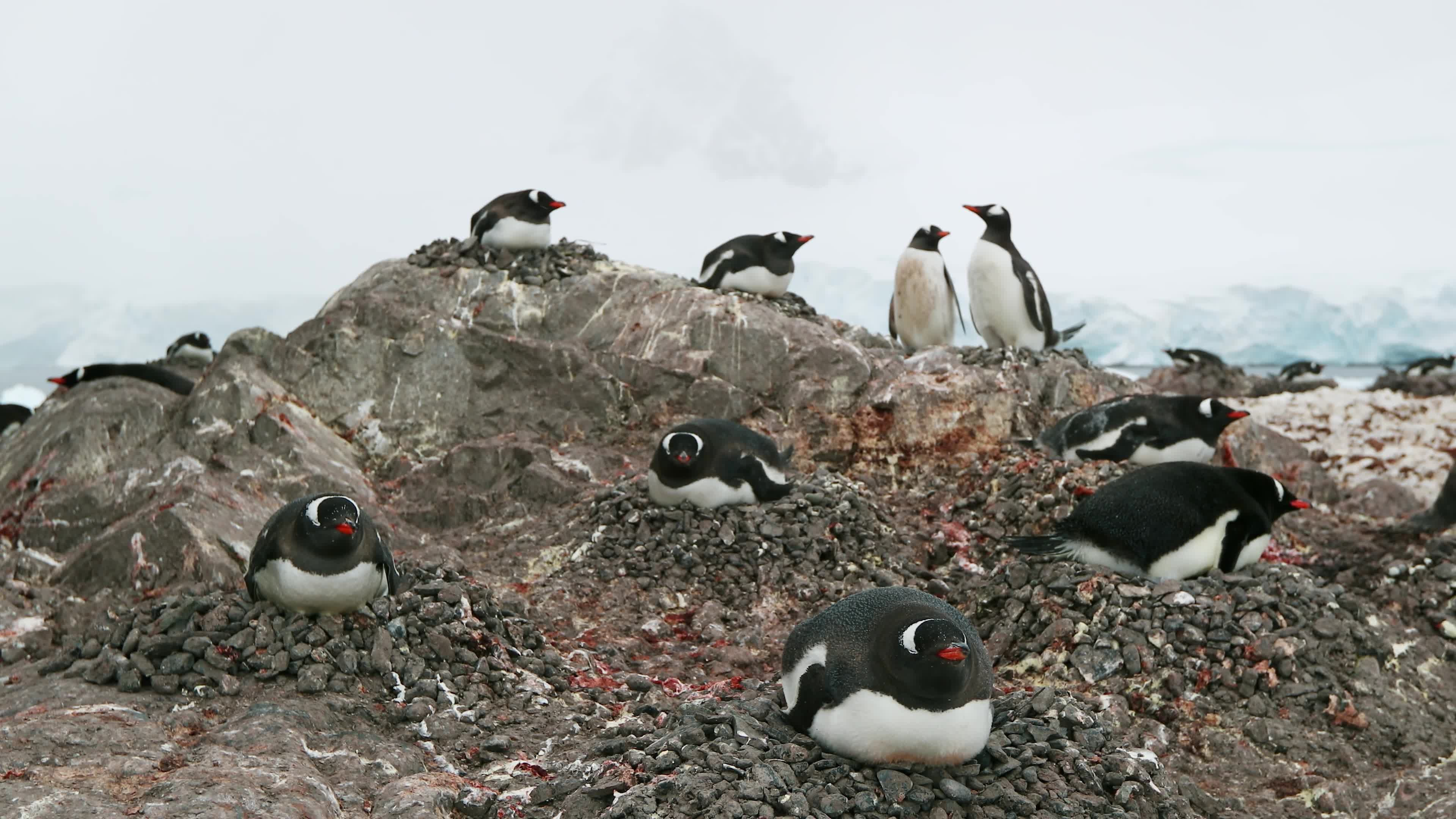 Auk, Seabird, Aquatic Bird, Bird, Wildlife, Vertebrate