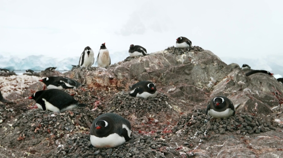 Auk, Seabird, Aquatic Bird, Bird, Wildlife, Vertebrate