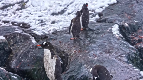 Auk, Seabird, Aquatic Bird, Bird, Wildlife, Water