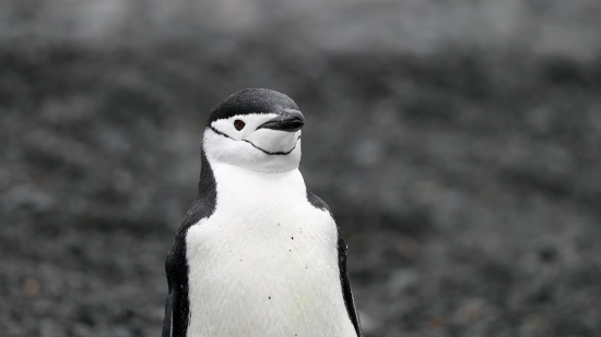 Auk, Seabird, Bird, Aquatic Bird, Albatross, Wildlife