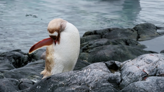 Auk, Seabird, Bird, Aquatic Bird, Beak, Feather