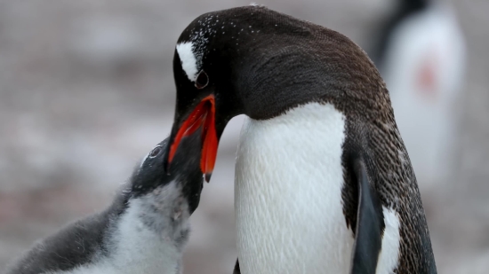 Auk, Seabird, Bird, Aquatic Bird, King Penguin, Penguin