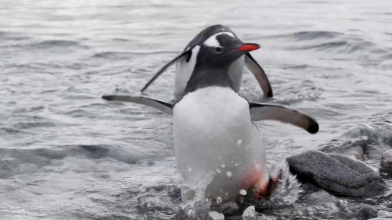 Auk, Seabird, Bird, Aquatic Bird, Penguin, King Penguin