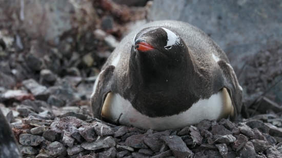 Auk, Seabird, Bird, Aquatic Bird, Penguin, King Penguin