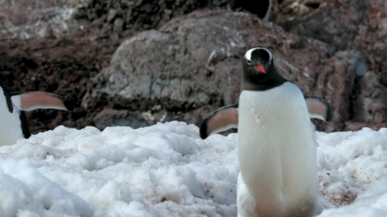 Auk, Seabird, Bird, Aquatic Bird, Penguin, King Penguin