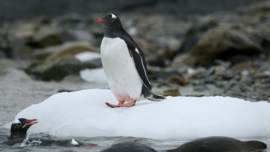 Auk, Seabird, Bird, Aquatic Bird, Penguin, King Penguin