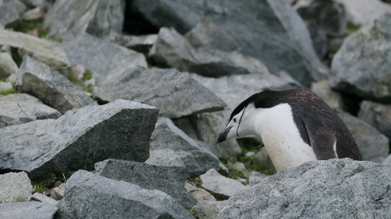 Auk, Seabird, Bird, Aquatic Bird, Vertebrate, Wildlife