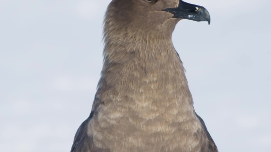 Auk, Seabird, Bird, Aquatic Bird, Wildlife, Beak