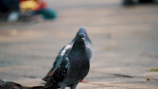 Auk, Seabird, Bird, Aquatic Bird, Wildlife, Duck