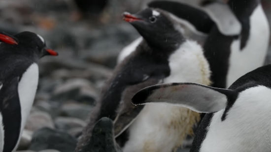 Auk, Seabird, Bird, Aquatic Bird, Wildlife, Penguin