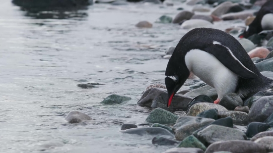 Auk, Seabird, Bird, Aquatic Bird, Wildlife, Shorebird