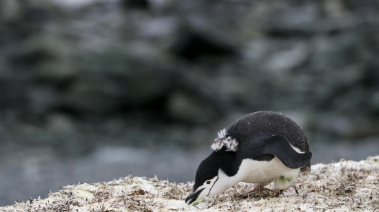 Auk, Seabird, Bird, Aquatic Bird, Wildlife, Vertebrate