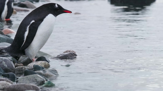 Auk, Seabird, Bird, Aquatic Bird, Wildlife, Water