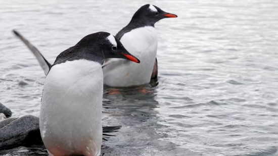 Auk, Seabird, Bird, Gull, Aquatic Bird, Wildlife