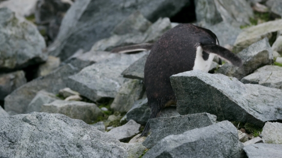 Auk, Seabird, Marmot, Rodent, Mammal, Aquatic Bird