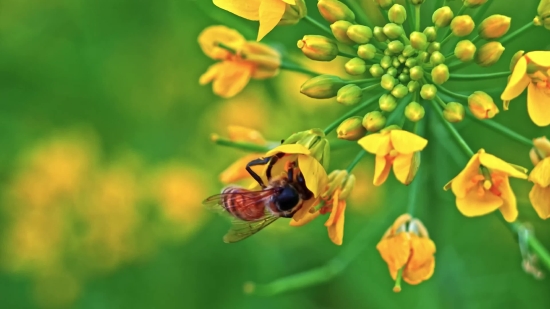 B Roll Stock Footage, Insect, Plant, Arthropod, Bee, Flower