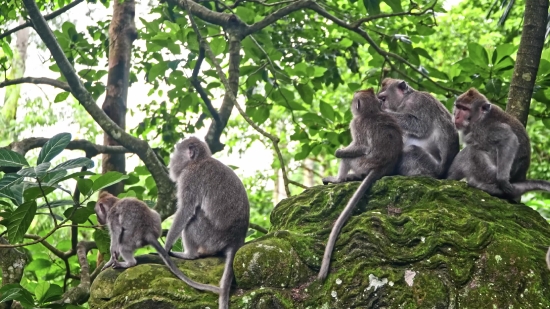 Baboon, Monkey, Primate, Macaque, Wildlife, Wild