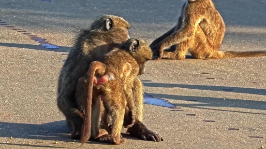 Baboon, Monkey, Primate, Wildlife, Mammal, Wild