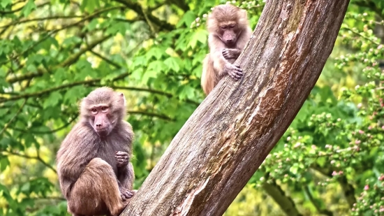 Baboon, Monkey, Primate, Wildlife, Wild, Ape