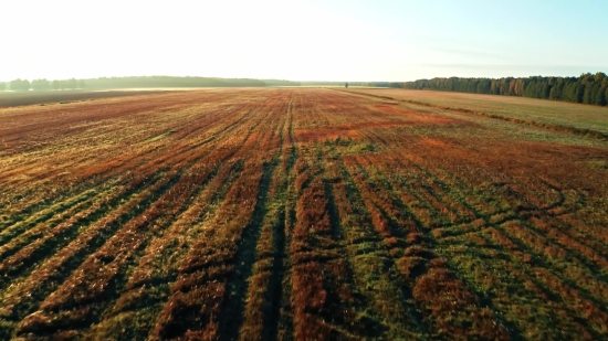 Background Theme Video Download, Wheat, Field, Rural, Landscape, Agriculture