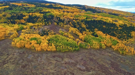 Background Video For Poetry Free Download, Shrub, Gorse, Woody Plant, Vascular Plant, Plant