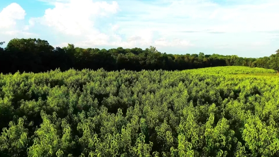 Background Videos Free Download, Landscape, Tree, Rapeseed, Plant, Grass