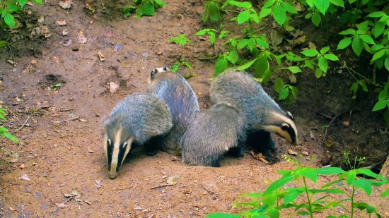 Badger, Mammal, Wildlife, Wild, Fur, Animals