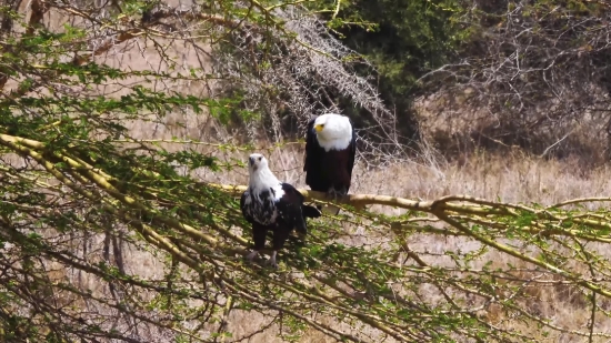 Bald Eagle, Eagle, Bird, Beak, Wildlife, Feathers