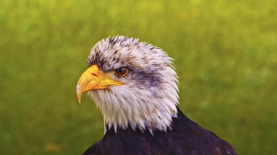 Bald Eagle, Eagle, Bird, Beak, Wildlife, Predator