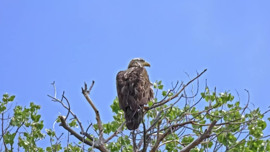 Bald Eagle, Eagle, Bird, Wildlife, Beak, Feathers