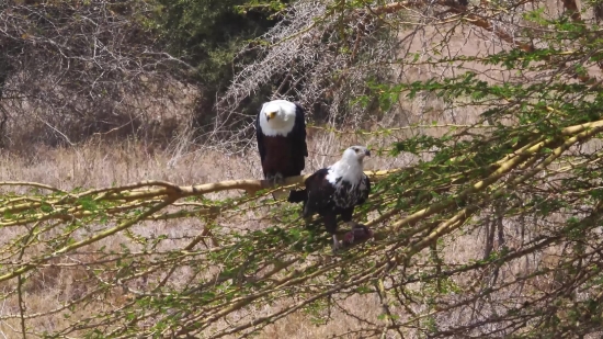 Bald Eagle, Eagle, Bird, Wildlife, Beak, Wild