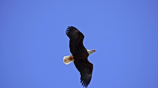 Bald Eagle, Eagle, Bird, Wildlife, Flying, Flight