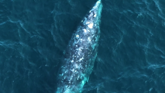 Baleen Whale, Whale, Sea, Ocean, Water, Aquatic Mammal