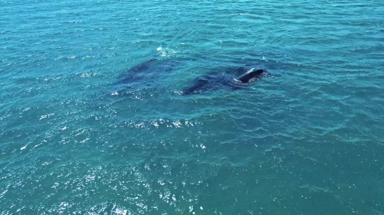 Baleen Whale, Whale, Sea, Ocean, Water, Great White Shark