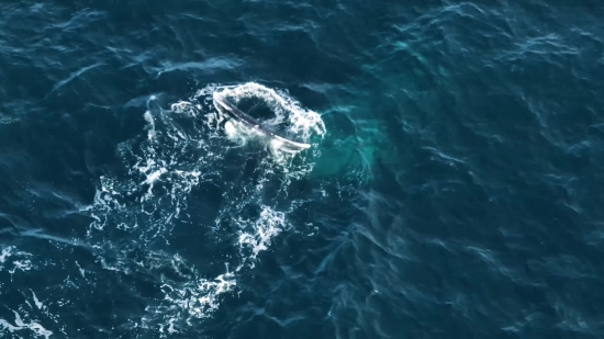 Baleen Whale, Whale, Sea, Ocean, Water, Wave