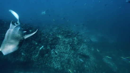 Barracuda, Fish, Reef, Spiny-finned Fish, Underwater, Sea