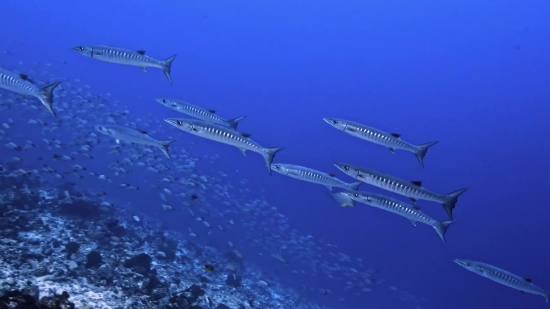 Barracuda, Spiny-finned Fish, Fish, Bony Fish, Sea, Ocean