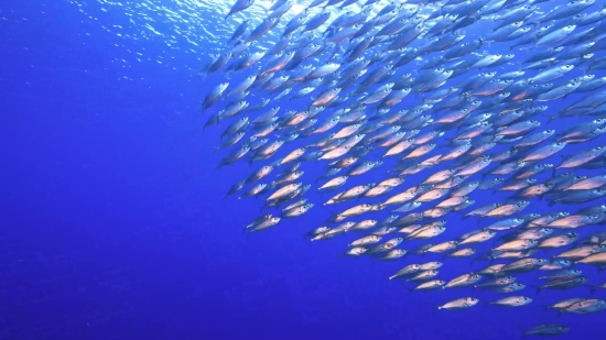 Barracuda, Spiny-finned Fish, Fish, Sea, Underwater, Bony Fish