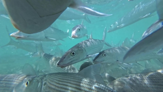 Barracuda, Spiny-finned Fish, Fish, Snapper, Underwater, Sea