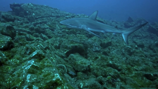 Barracuda, Spiny-finned Fish, Fish, Underwater, Sea, Ocean