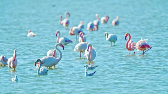 Bathing Cap, Cap, Flamingo, Headdress, Bird, Water