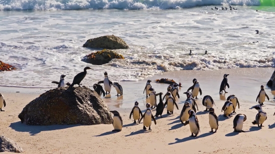 Beach, King Penguin, Penguin, Sand, Ocean, Sea