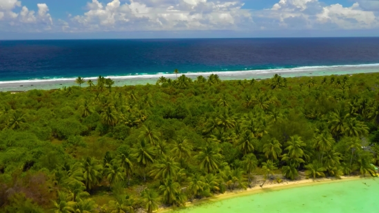 Beach, Ocean, Sea, Tree, Landscape, Water