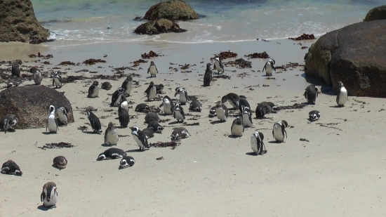 Beach, Sea Lion, Water, Sea, Ocean, Eared Seal