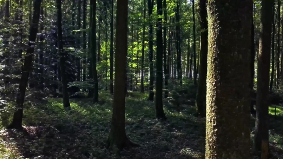 Beach Video Background Free Download, Tree, Forest, Woody Plant, Southern Beech, Vascular Plant